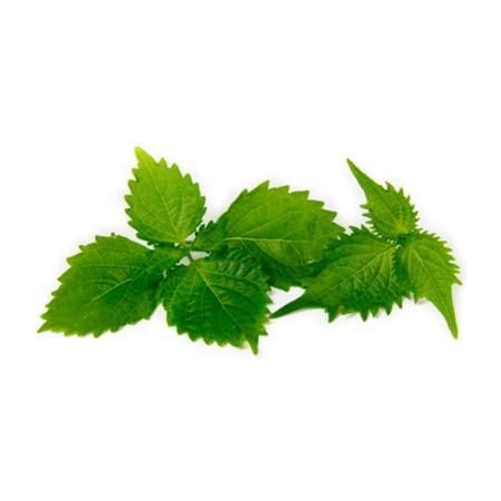 Liście shiso świeże 70 g