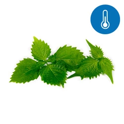 Liście shiso świeże 70 g